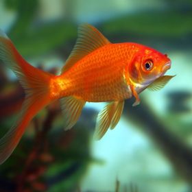 Red Goldfish 2" - 3"