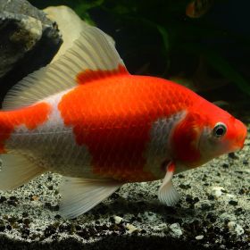 Red & White Goldfish 2" - 3"