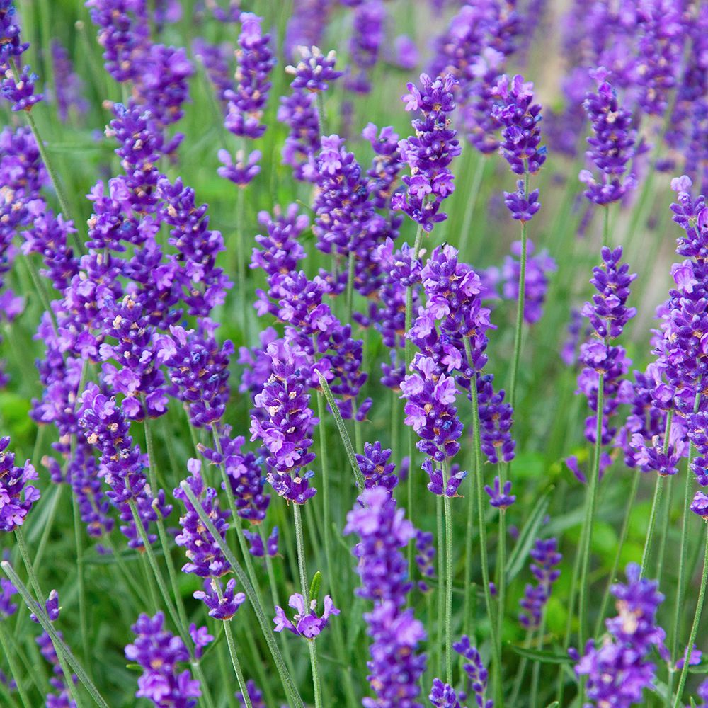Lavander Angustifolia Munstead - English Lavender - Shrubs - Squires What Is The Plant That Looks Like Lavender