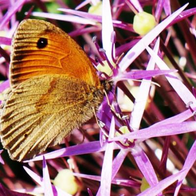 Meadow Brown butterfly