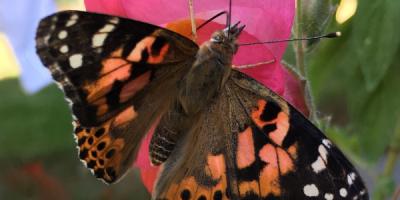 Painted Lady Butterfly on pink flower