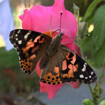 Painted Lady Butterfly on pink flower
