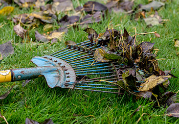 A leaf rake being used to efficiently gather up leaves that have fallen on a lawn in autumn