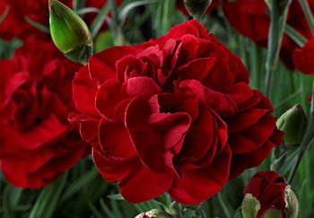 A stunning Lady in Red dianthus flower