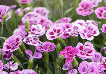 A bunch of lovely flowering pink and hot-pink dianthus in a garden