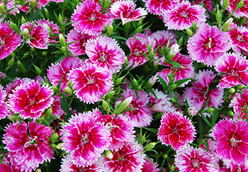 A lovely abundant set of two colour dianthus flowers in full bloom, the petals are hot-pink near the centre and pale pink on the outside