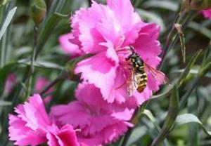 A dianthus with a wasp on its petals looking for nectar, dianthus are great for pollinators