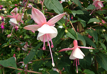 A closeup of lovely Fuchsia Alice Hoffman plant with its semi-double flowers, with pink sepals and white-pink petals