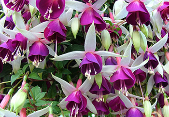 The beautiful shrub fuchsia champagne celebration in bloom with its carmine-pink petals and pink-white sepals with very pointed tips