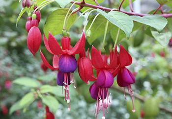 A beautiful fuchsia with a cluster of purple and red flowers in bloom hanging together