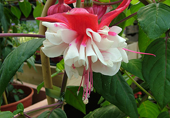 The beautiful and small shrub fuchsia Alice Hoffman in bloom with its red and white flowers