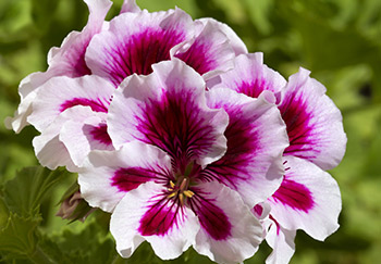 A striking geranium flower with deep-pink inner and white outer coloured petal