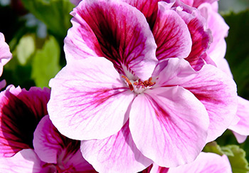 Lovely decorative geraniums hot-pink on the inside of the flower petals becoming paler on the outside