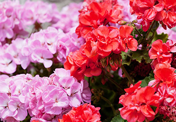 Vibrant, attractive pink and red geraniums in full flower