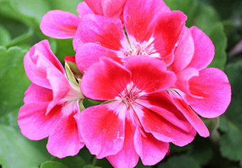 A geranium with a cluster of its flowers the colour of hot-pink in full bloom