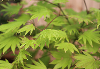 An Acer Moonrise shrub with green foliage which will become orange and red shades in autumn