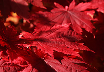 Close up of densely packed bright red acer palmatum leaves