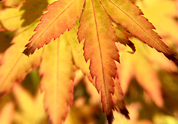 A Japanese Acer with lovely large lobed burnished yellow/golden leaves