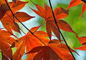Acer tree closeup with lovely full red-orange leaves on delicate stems