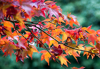 A lovely acer tree showcasing its changing leaf colours in autumn from red to orange and yellow