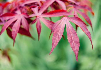 A closeup of a Japanese acer palmatum with large lobed leaves in vibrant shades of red