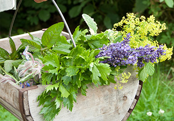 An assortment of herbs planted in a hanging basket to create a herb garden