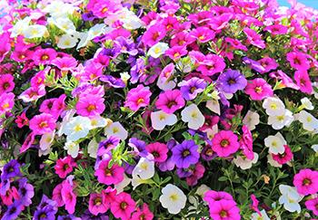 A colourful dense bunch of hot-pink, white and some purple calibrachoa flowers