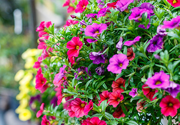 Red, pink and yellow calibrachoa (million bells) growing in a hanging basket, which they are well suited to because of their trailing growth habit
