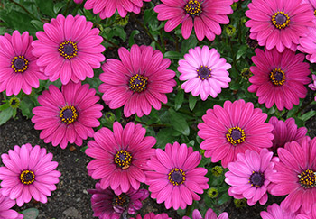 Lovely hot-pink African daisies with symmetrical petals growing in a low border