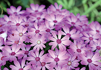 A densely packed border of lovely delicate light-pink African Daisies