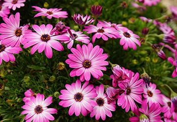Lovely pink annual African Daisies (also called Osteospermum) planted in a low border