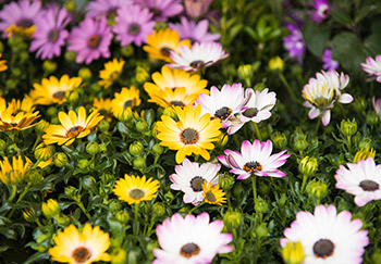 Lovely white, yellow and pink African Daisies planted in a low border