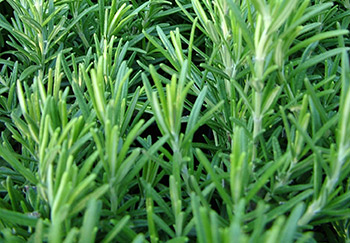 A close up of a planted aromatic rosemary in a herb garden
