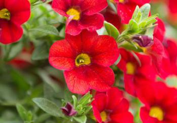 Calibrachoa (million bells) are very well suited to containers and hanging baskets