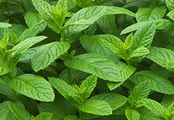 Dense mint leaves planted in a herb garden
