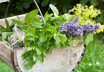 Plant herbs in a hanging basket