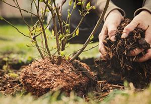A bark mulch being applied around the base of a plant to suppress weeds