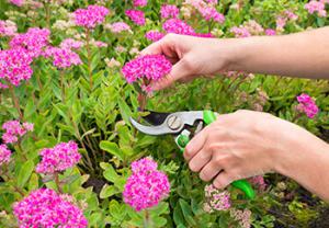 Secateurs are very useful for pruning roses