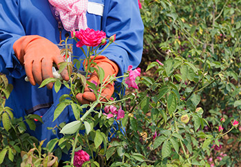 A gardener pruning roses