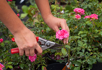 Pruning roses the right way is important because it can encourage them to bush outwards or grow higher