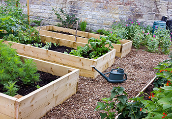 Raised wooden beds forming part of a vegetable garden constructed from wood and filled with various plants and herbs