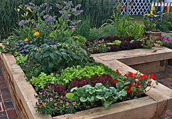 Wooden raised beds made from sleepers and filled densely with numerous lovely plants and flowers