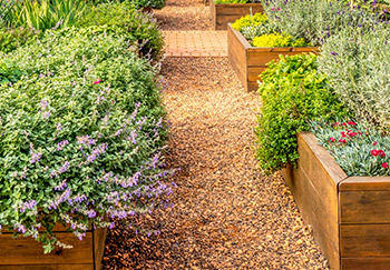 Rows of rectangular wooden raised beds with a path or channel in between to walk amongst them, plants like lavender overhang and spill out of some of them
