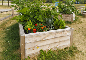 Raised beds are a great way to grow plants with specific requirements such as ericaceous or lime-hating plants