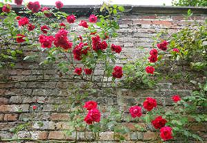 Beautiful red rambling roses climbing up a brick wall