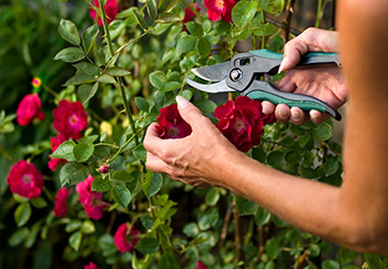 Deadheading roses can keep the plant blooming for longer