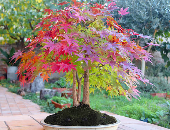 Best Trees For Small Gardens Squires, What Trees Are Good For Small Gardens