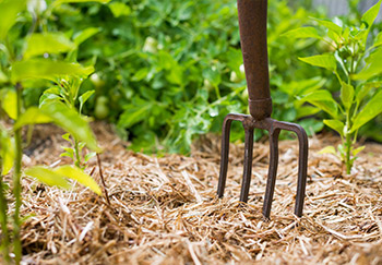 Straw mulch around many plants to protect from weeds and provide other benefits