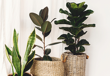 Large house plant ideas and benefits