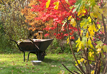 A wheelbarrow, shovel and rake are some of the essential tools for autumn gardening and tidying